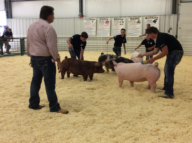 Swine Show